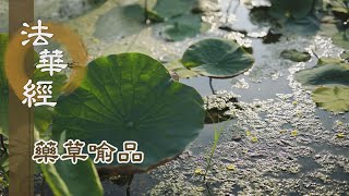【靜思妙蓮華】法華經藥草喻品 - 了知因緣 不務速說 - 20210714 第897集