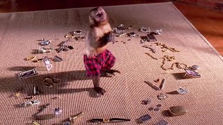 قرد ذكي صاحبه بيعلمه سرقة المجوهرات وبيخلي صاحبه مليونير.. Monkey Trouble