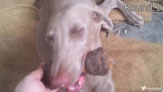 Cachorra vs Perra Diabla!