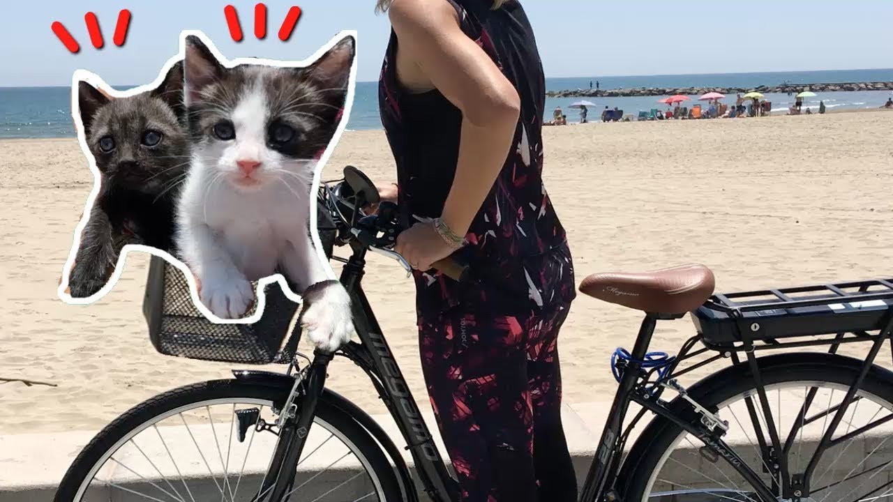 Mis gatitos bebés Luna y Estrella van en bici jugando y cantando canciones / Funny cats