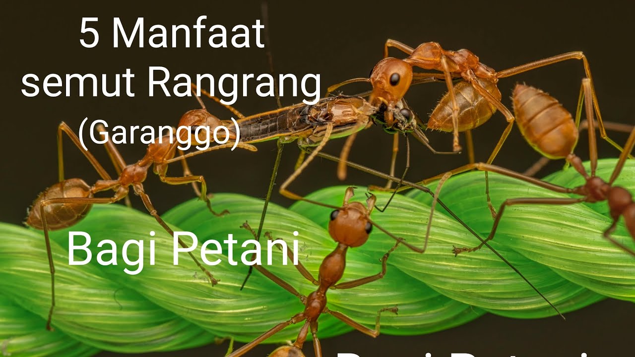 Senut Rang Rang 5 Manfaat Semut Rang-rang Bagi Petani - YouTube