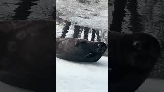 Seal Comfortably Lies and Scratches Itself While People Watch in Fascination