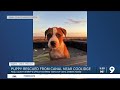 Puppy rescued from canal near Coolidge