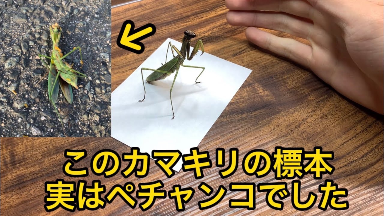 カマキリライブ標本をまた作ってしまったw - YouTube