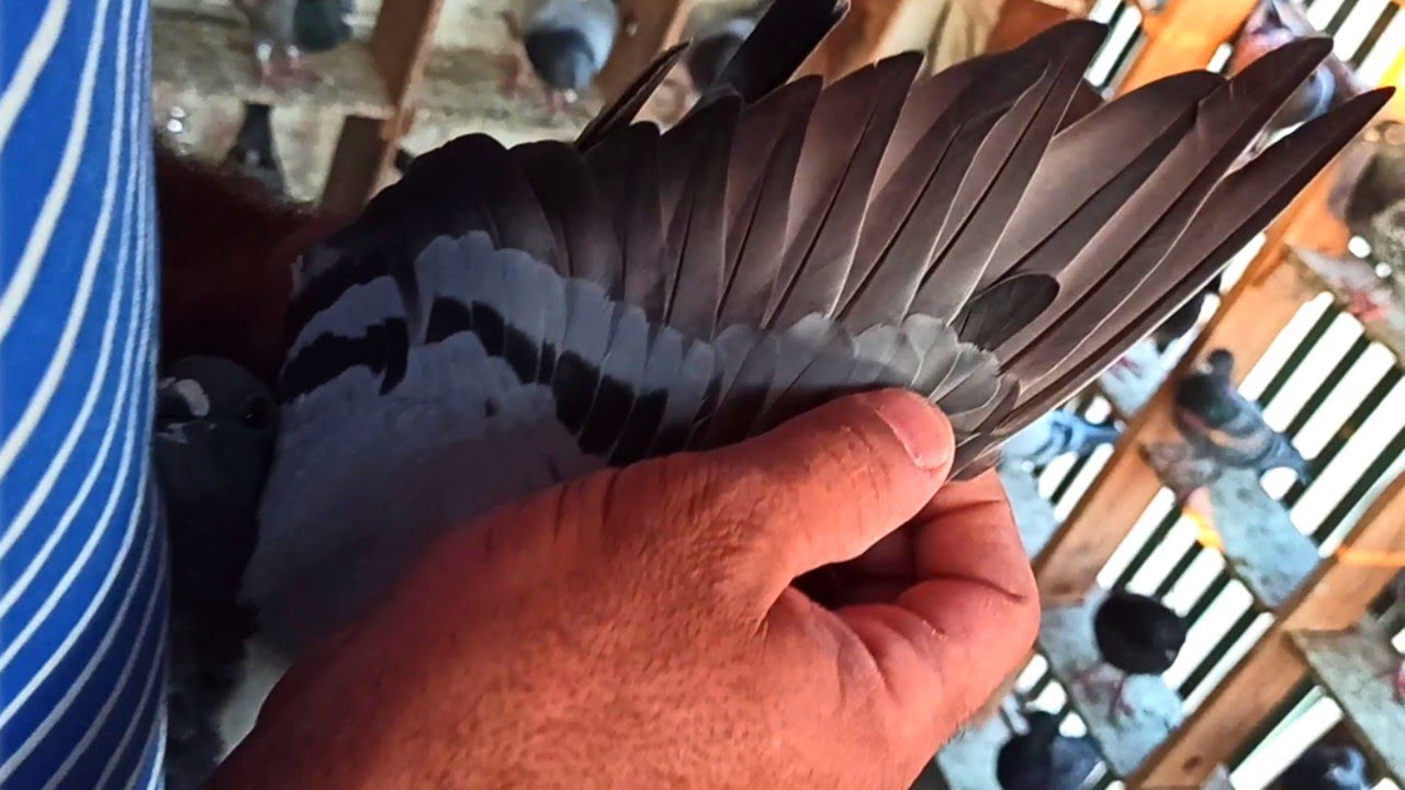 اكبر غلطه بيعملوها غواي الحمام الزاجل المبتدئين في اليومين دول مع البطل ايمن انور