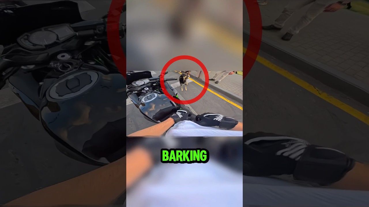 Kind Biker Met Dog And Does This! 😱 (duozza)