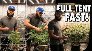 How to Use a Trellis Net in a 2x2 Tent! (Spider Farmer Part 7)