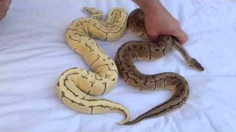 Desert ghost morph ball python video
