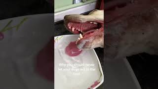 Animal stories under high temperature#hot#dog#funny#fyp