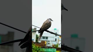 #shortsfeed #photography #zve10 #sony #sonyalpha #photographer #sonyzve10 #cinematicvideo #camera