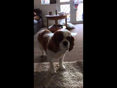 cavalier king charles spaniel seizures