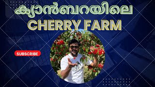CHERRY 🍒 The story of going to the farm 😍