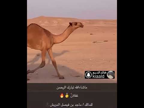 المالك ماجد بن فيصل الدويش