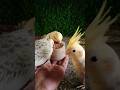 Adorable cockatiel parrot 🦜😍 #shorts #cockatiel #yellowcockatiel48