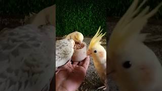 Adorable cockatiel parrot 🦜😍 #shorts #cockatiel #yellowcockatiel48
