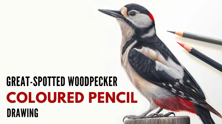 Drawing a Woodpecker Bird in Coloured Pencil | Realistic Pencil Art | Coloured Pencil Artist