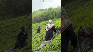Tea Leaf Harvesting Done at Lightning Speed 🍃😲 #shortvideo