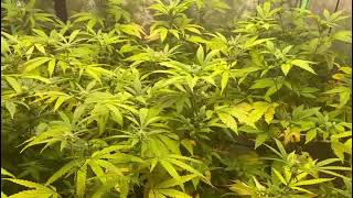 3weeks into flower 🌼🌼