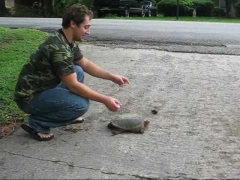 Sal Rinauro vs Snapping Turtle