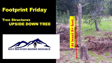 🌲Bigfoot Tree Structures and Nests🐵