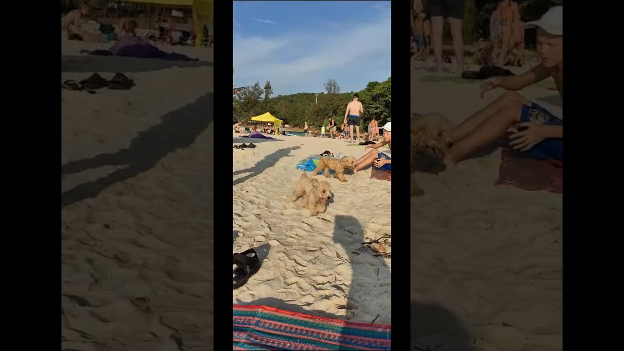 Кудряши-красавцы🔥🔥🔥 