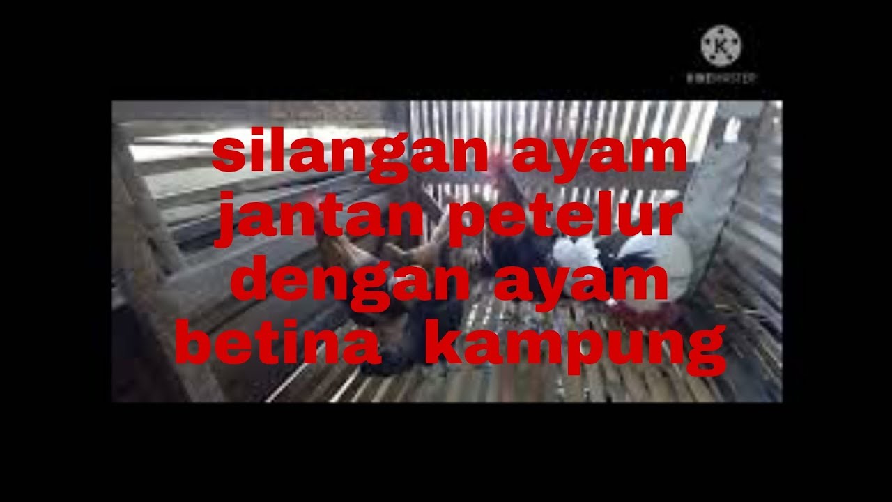 Silangan ayam jantan petelur dengan ayam betina kampung