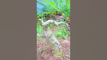 18 tháng biến cây Sung cột điện Thành Cây Bonsai