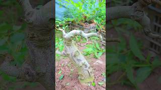 18 Thng Bin Cy Sung Ct in Thnh Cy Bonsai