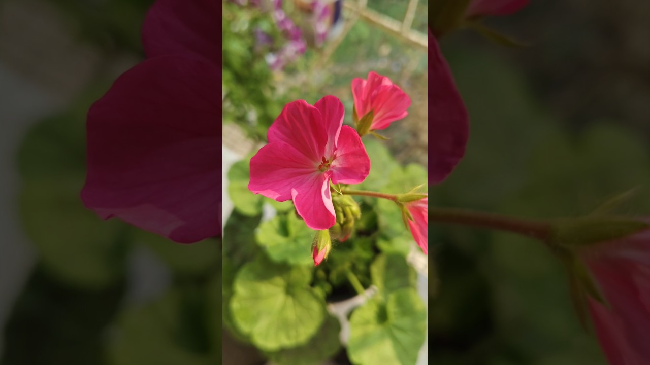 A flower does not use words to announce its arrival to the world ,it just blooms