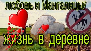 Любовь и мангалицы. Обзор хозяйства на 25 октября.