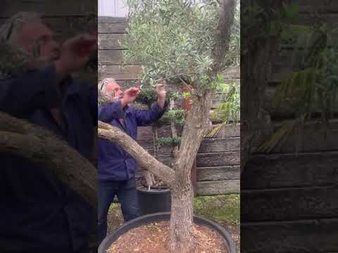Maintaining the crown of your Vase shaped Olive tree