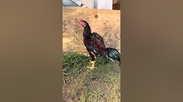 Young stag 6 months | Qaib Thai