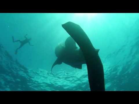 Whale Shark vertical feeding in &quot;El Azul&quot; aggregation of Mexico