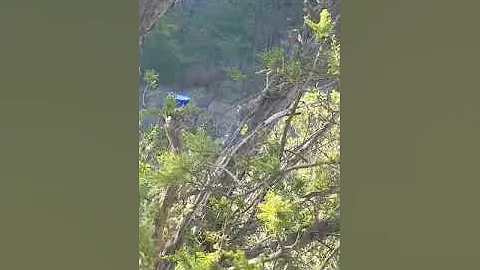 Twin-beam Deer 2020
