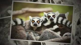 Chasing Frames Episode 11 - The Land of Lemurs Photography and Gear
