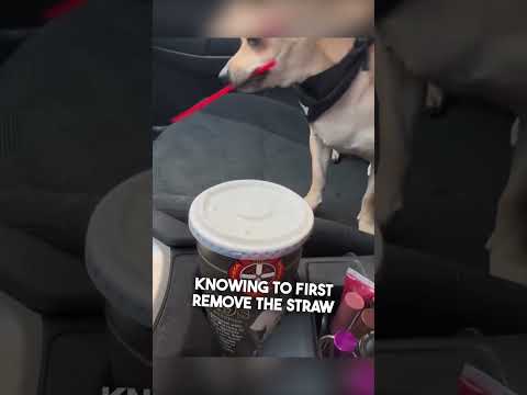 This dog acts like a human 😂 @chancetheprancer