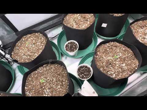 Glitch #prolificcoastseed 🌱