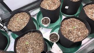 Glitch #prolificcoastseed 🌱