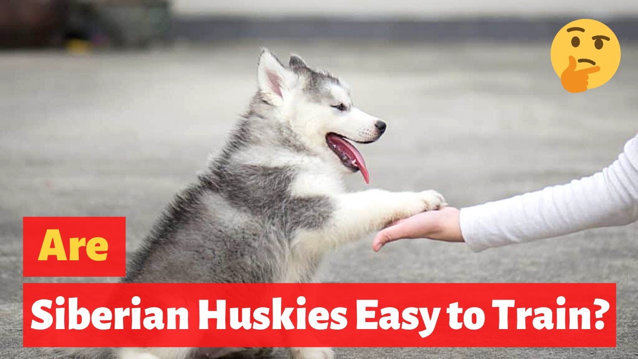 Are Huskies Easier To Train? What Is The Easiest Training Technique For Huskies?