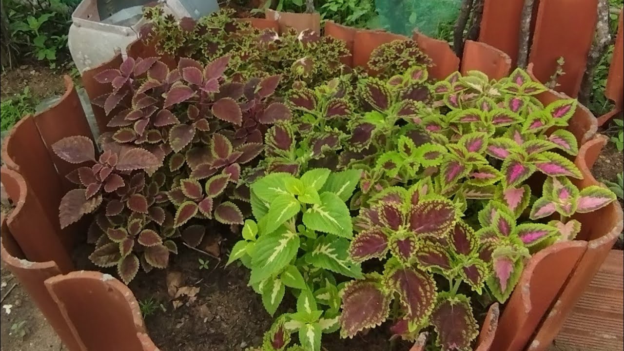 Replantei minha palmeira de Madagascar coloquei a minha orquídea no coqueiro 🌾🌴😍