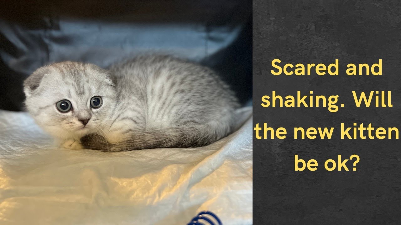 introducing-kitten-to-new-home-episode-2-youtube