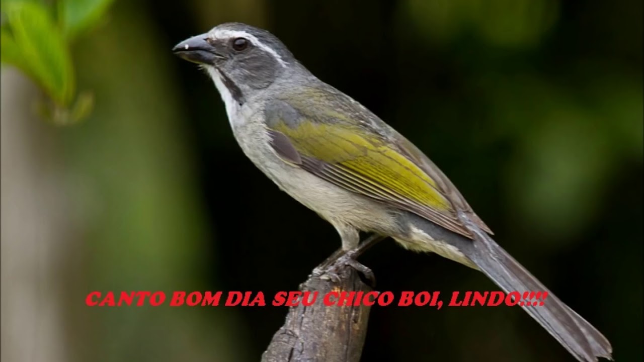 Trinca ferro bom dia seu chico boi