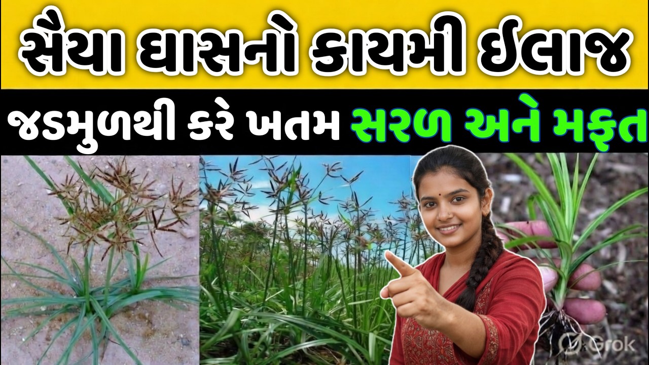 હવે સૈયા થશે જડમુળથી ખતમ | એકદમ ચોક્કસ ઇલાજ