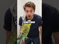 My Budgie's Secret Mirror Dance Practice Sessions