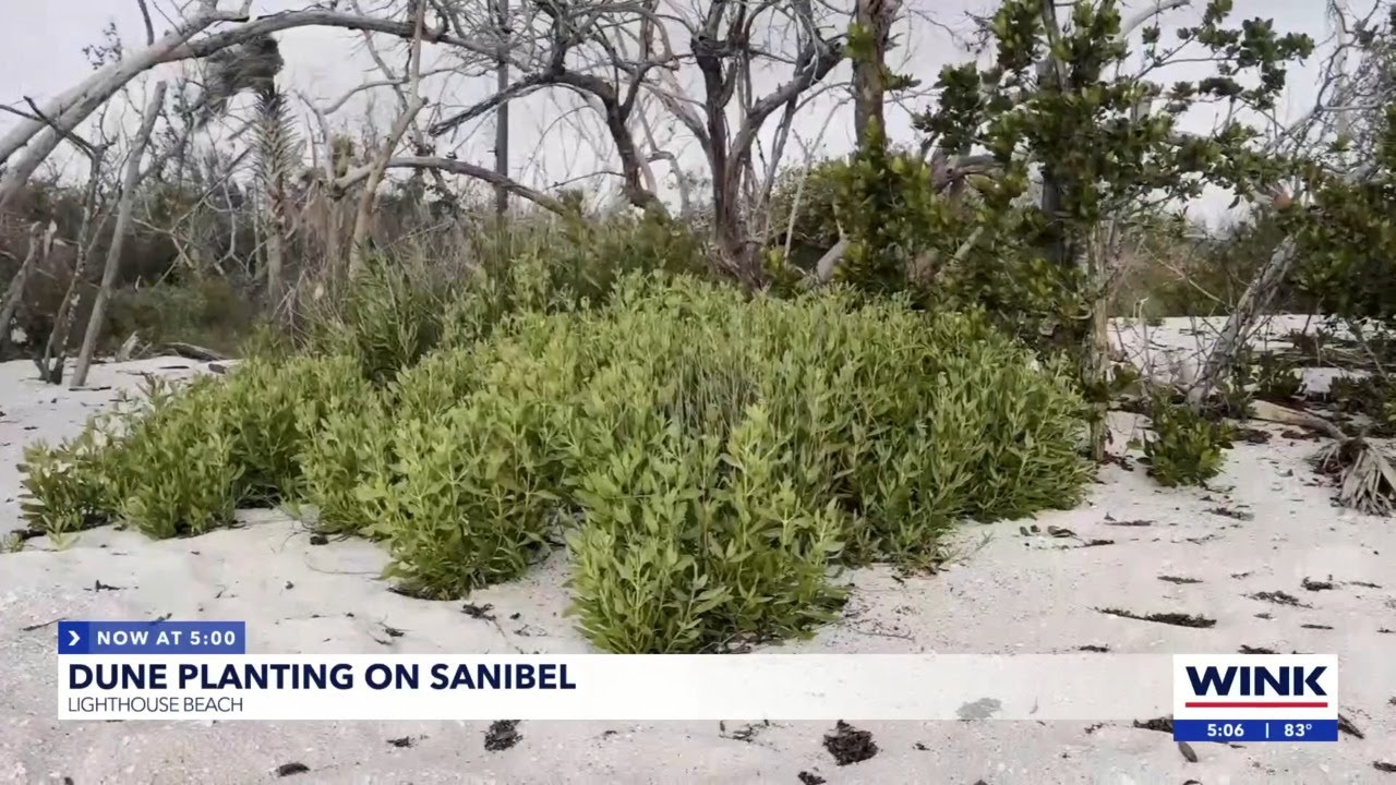 Sanibel Island's Lighthouse Beach shines after restoration, visitors thrilled