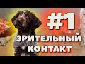 #1. ЗРИТЕЛЬНЫЙ КОНТАКТ С ЩЕНКОМ😲. Первое с чего нужно начинать дрессировать и воспитывать щенка