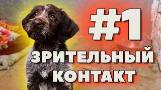 #1. ЗРИТЕЛЬНЫЙ КОНТАКТ С ЩЕНКОМ😲. Первое с чего нужно начинать дрессировать и воспитывать щенка