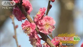 水戸・偕楽園で恒例「梅まつり」　暖冬で早い開花(20/02/15)