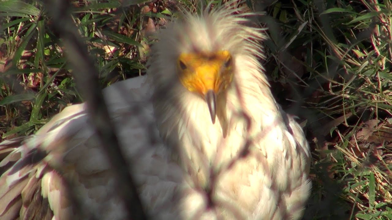 エジプトハゲワシ Youtube