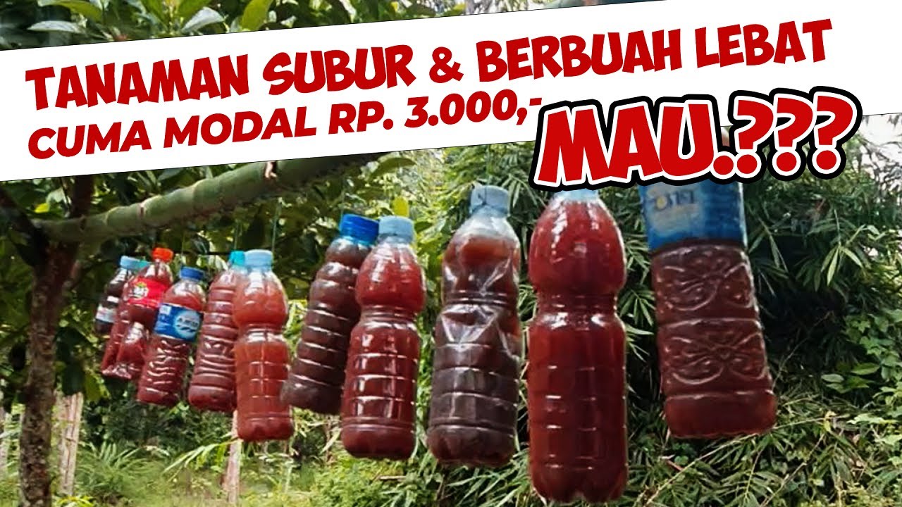 TANAMAN SUBUR DAN BERBUAH LEBAT, CUMA MODAL Rp. 3.000, MAU? | TUTORIAL MEMBUAT BAKTERI FOTOSINTESIS